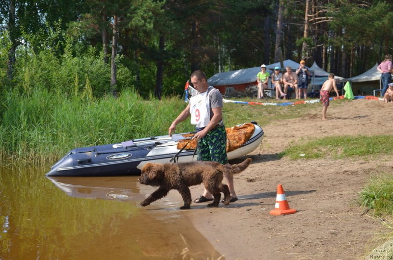 Фото: ньюфаундленд Ньюфорт Мелодия Любви