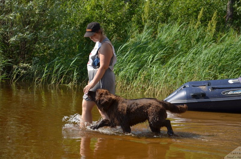 Фото: ньюфаундленд Ньюфорт Мэллани Красавица Пармы