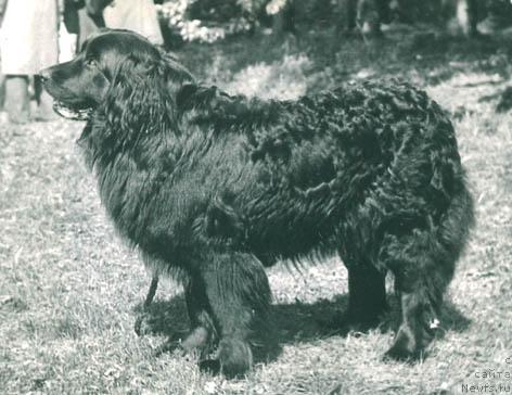 Фото: ньюфаундленд Юджи Глэдис