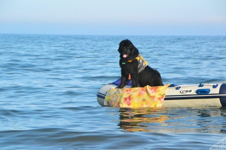 Фото: ньюфаундленд Талисман Моря Корвет (Talisman Morya Korvet)