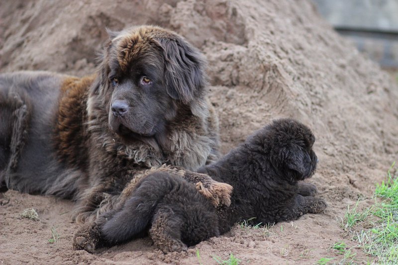 Фото: ньюфаундленд Наоми Таголири фор Браунблад (Naomi Tagoliri for Brouwnblood), ньюфаундленд Браунблад МСК Лавли Фаворит