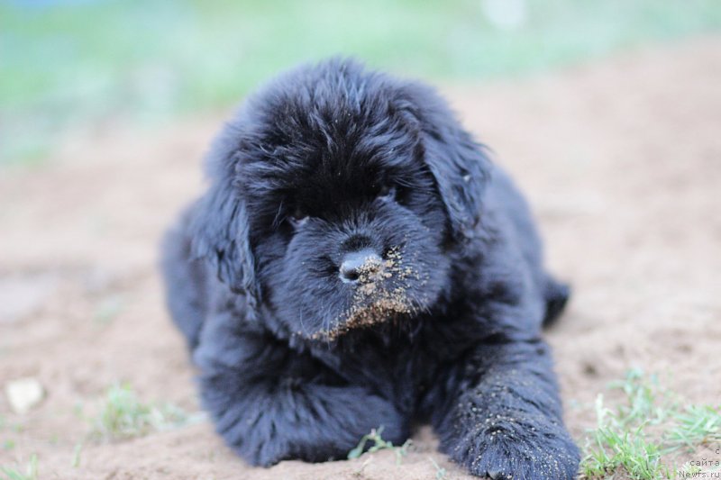 Фото: ньюфаундленд Браунблад МСК Лайт Рэй