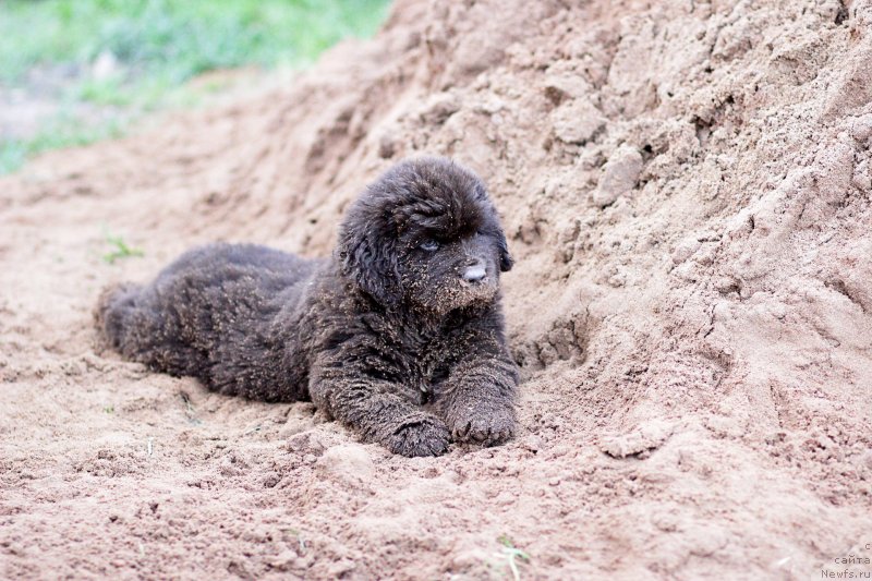 Фото: ньюфаундленд Браунблад МСК Лавли Фаворит