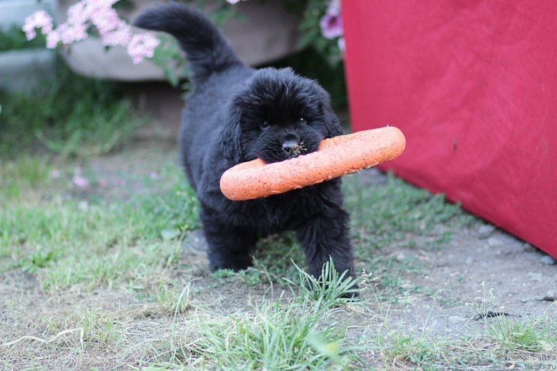 Фото: ньюфаундленд Браунблад МСК Лайт Рэй