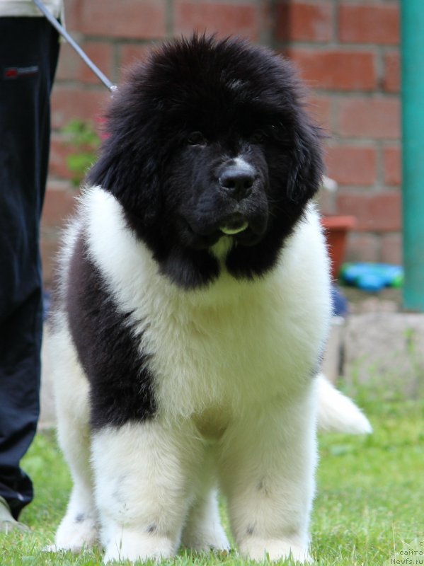 Фото: ньюфаундленд Диверсант от Карельских Медведей