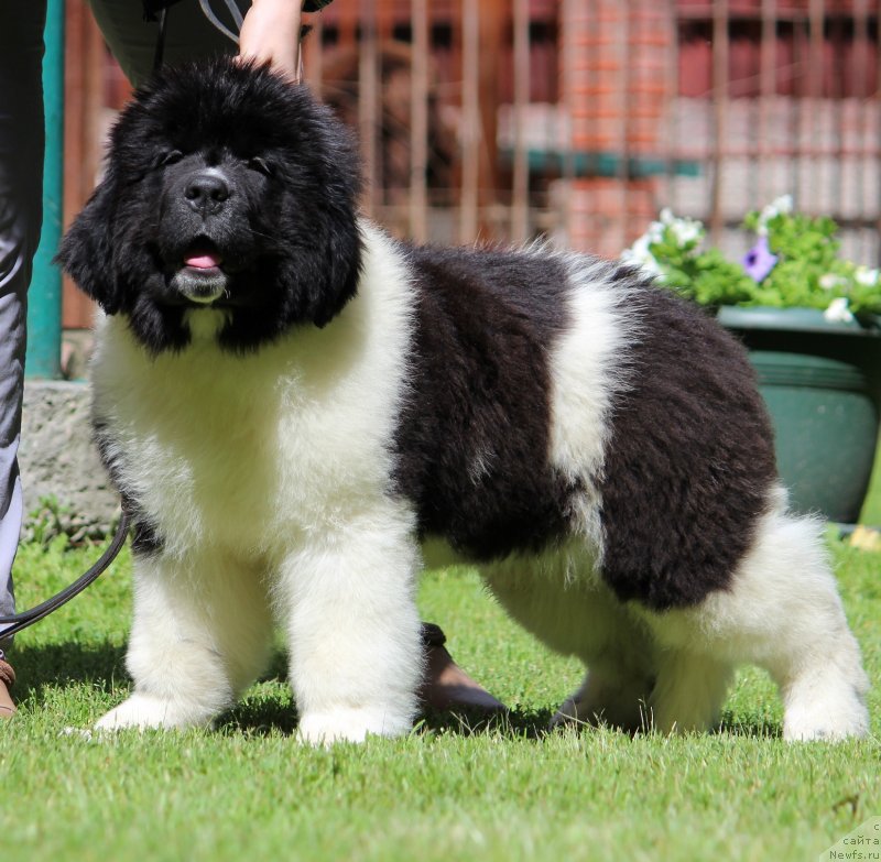 Фото: ньюфаундленд Диверсант от Карельских Медведей