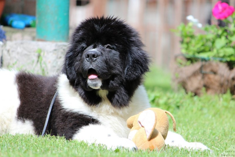 Фото: ньюфаундленд Диверсант от Карельских Медведей