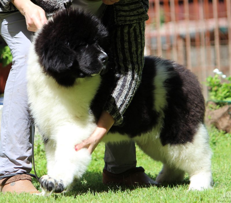 Фото: ньюфаундленд Диверсант от Карельских Медведей