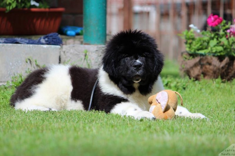 Фото: ньюфаундленд Диверсант от Карельских Медведей