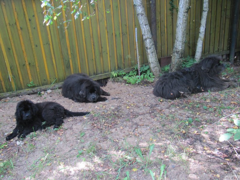 Фотография № 237675