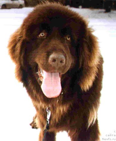 Фото: ньюфаундленд Adagio