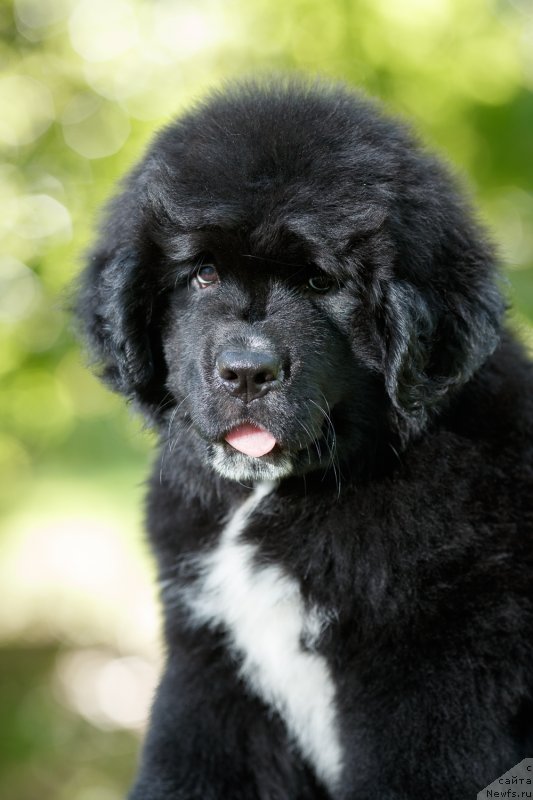 Фото: ньюфаундленд Элис Блюз Перфект Панда (Alis Blues Perfect Panda)