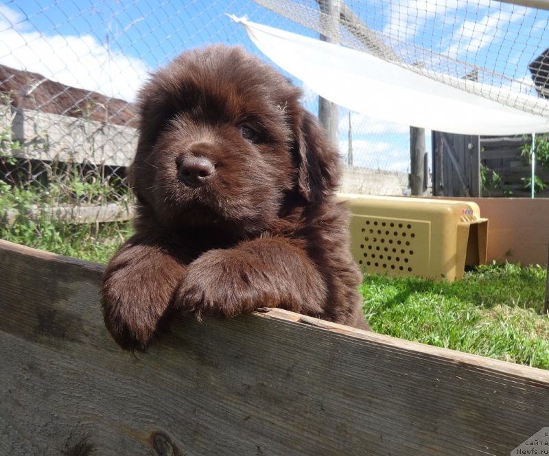 Фото: ньюфаундленд Ньюфорт Уитни Традиция Легенды