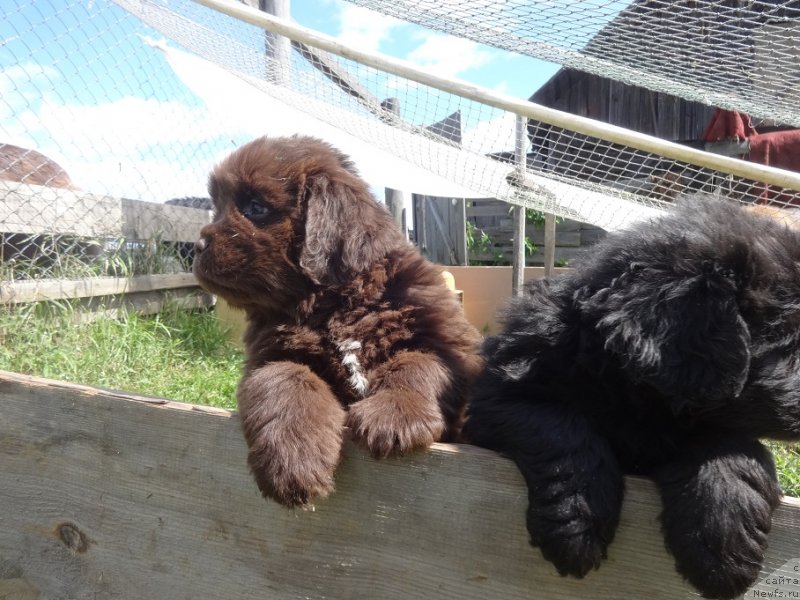 Фото: ньюфаундленд Ньюфорт Уитни Традиция Легенды