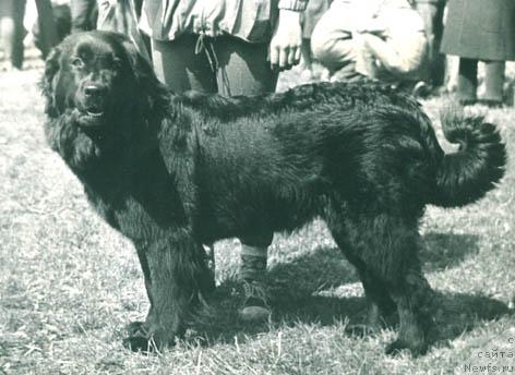 Фото: ньюфаундленд Маджи Викки