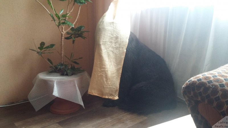 Фотография № 237704