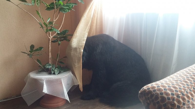 Фото: ньюфаундленд Несси Блэк с  Лесной Заимки