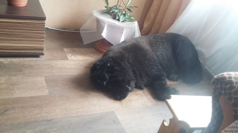 Фотография № 237708