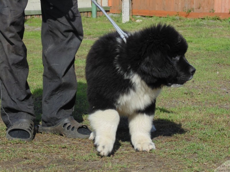 Фото: ньюфаундленд Еджи Шарм от Карельских Медведей