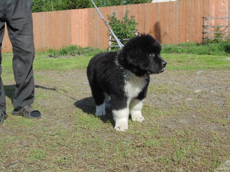 Фото: ньюфаундленд Еджи Шарм от Карельских Медведей