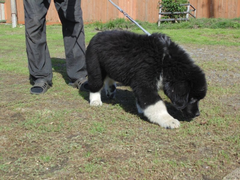 Фото: ньюфаундленд Еджи Шарм от Карельских Медведей