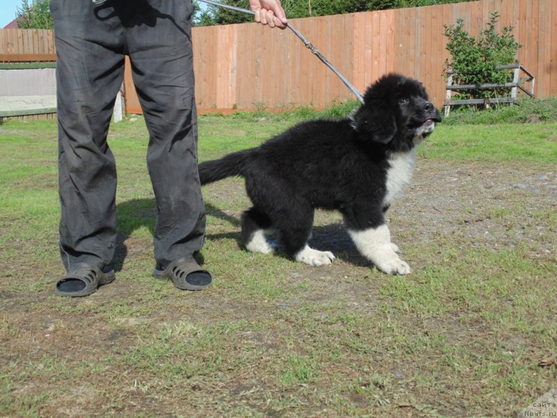 Фото: ньюфаундленд Еджи Шарм от Карельских Медведей