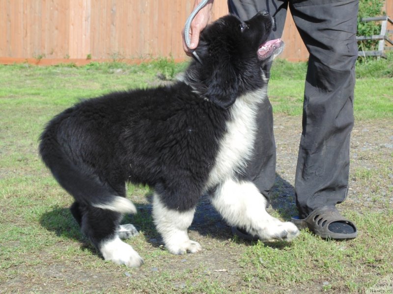 Фото: ньюфаундленд Еловая Лапа от Карельских Медведей