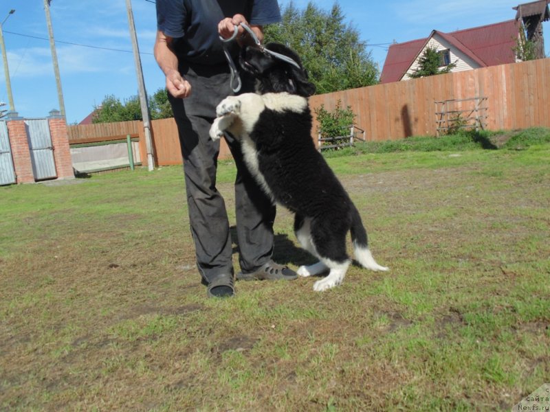 Фото: ньюфаундленд Еловая Лапа от Карельских Медведей