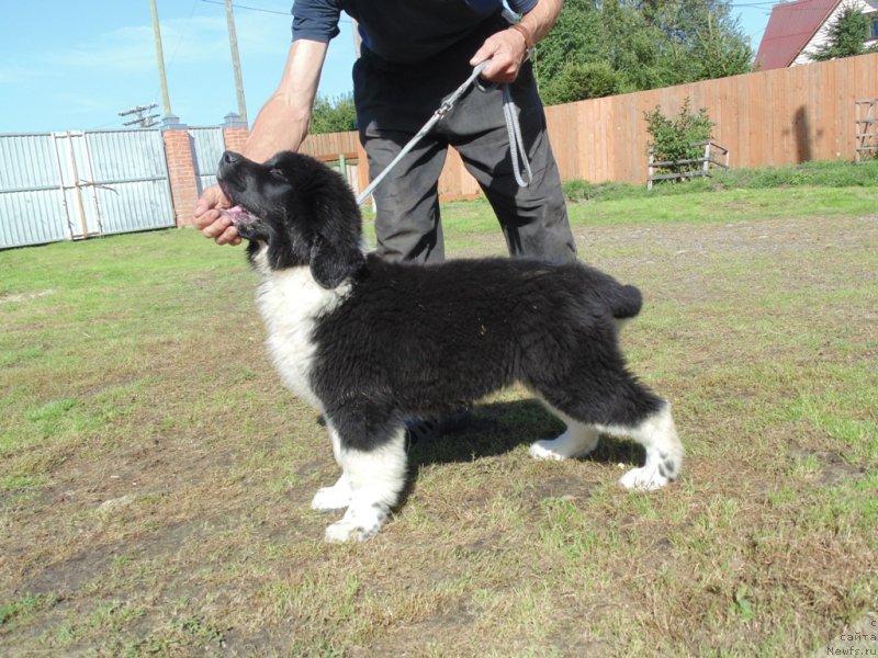 Фото: ньюфаундленд Еловая Лапа от Карельских Медведей