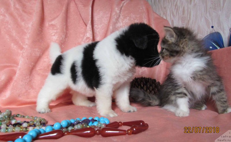 Фото: ньюфаундленд Miya Bolshoj Malysh