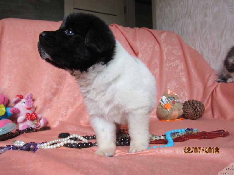 Фото: ньюфаундленд Miya Bolshoj Malysh