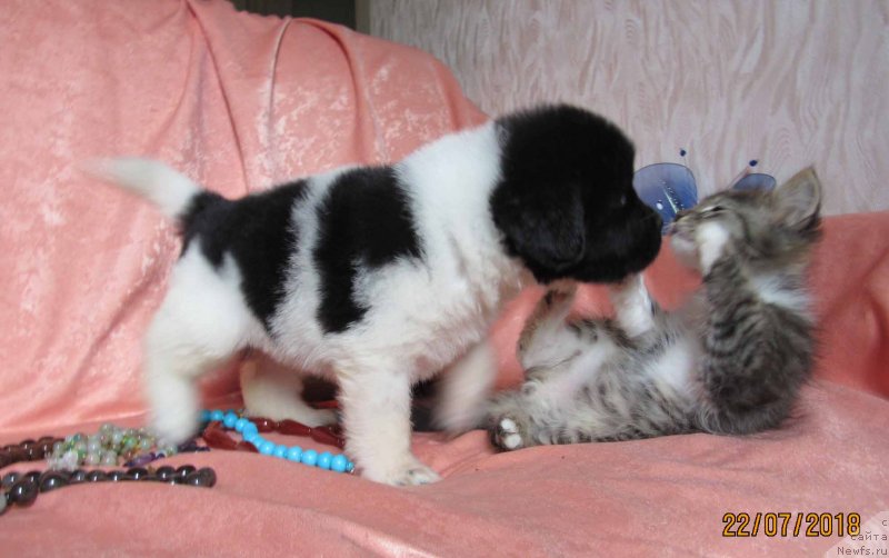 Фото: ньюфаундленд Misa Bolshoj Malysh