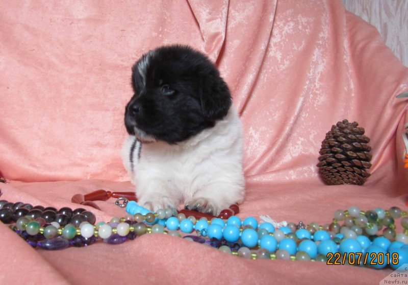 Фото: ньюфаундленд Misa Bolshoj Malysh