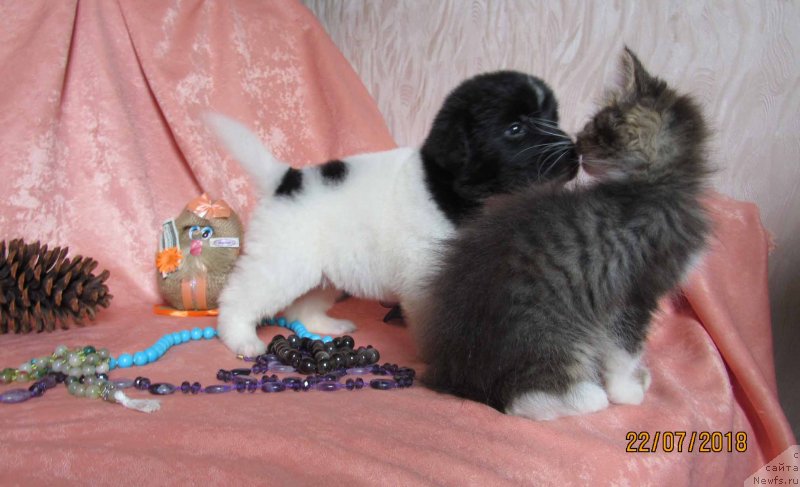 Фото: ньюфаундленд Mine Bolshoj Malysh