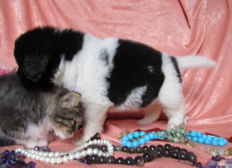 Фото: ньюфаундленд Mai Bolshoj Malysh