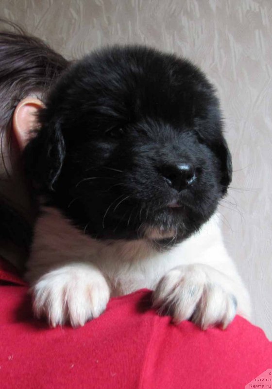 Фото: ньюфаундленд Mai Bolshoj Malysh