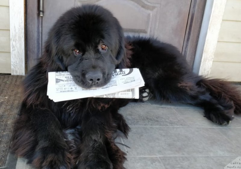 Фото: ньюфаундленд Акватория Келвин Навигатор (Aquatoriya Kelvin Navigator)