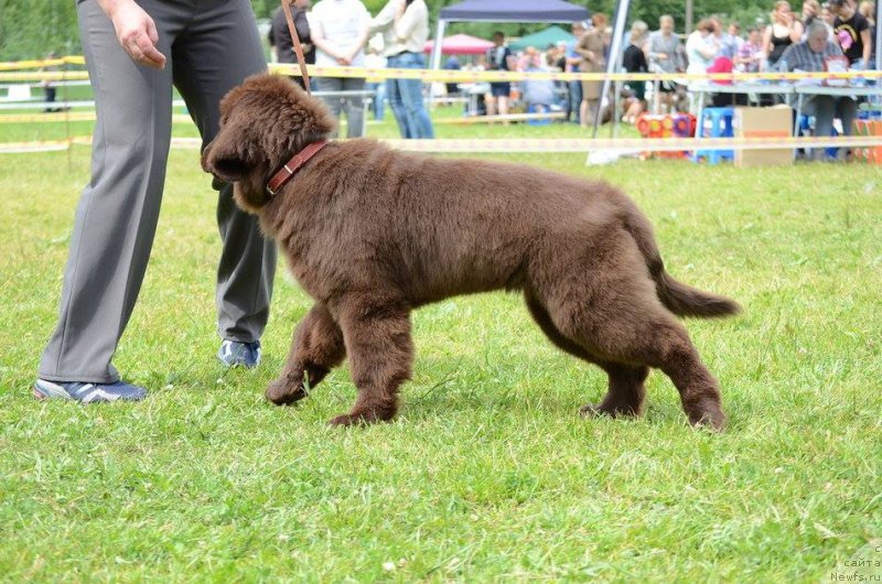 Фото: ньюфаундленд Ньюфорт Морская Нимфа (Njufort Morskaya Nimfa)