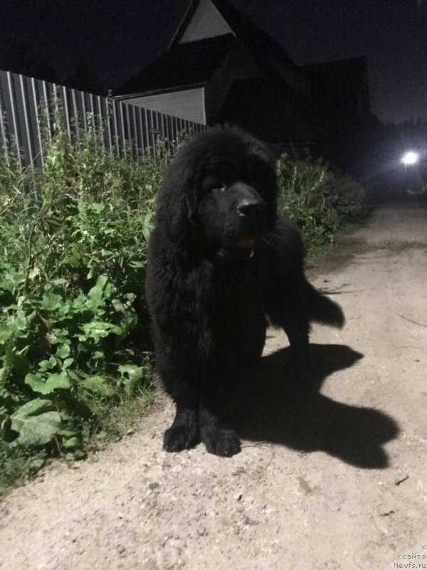 Фотография № 237770