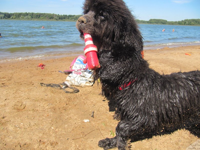 Фото: ньюфаундленд Дюрбахлер Клаб Альфаретта Виньетта, ньюфаундленд Риччи с Берега Дона (Richchi s Berega Dona)
