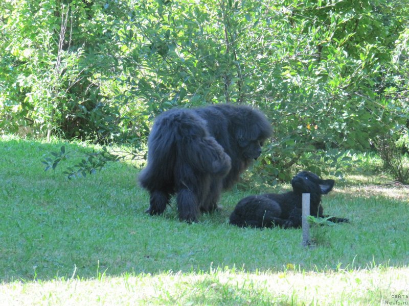 Фото: ньюфаундленд Дюрбахлер Клаб Альфаретта Виньетта, ньюфаундленд Риччи с Берега Дона (Richchi s Berega Dona)
