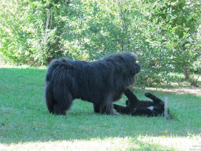 Фото: ньюфаундленд Дюрбахлер Клаб Альфаретта Виньетта, ньюфаундленд Риччи с Берега Дона (Richchi s Berega Dona)