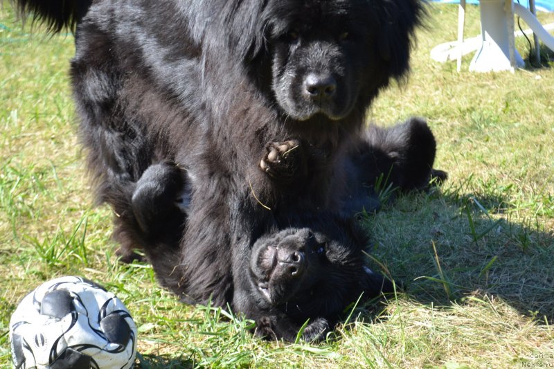 Фотография № 237789