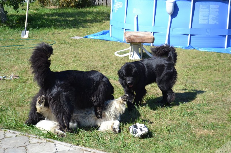 Фотография № 237793