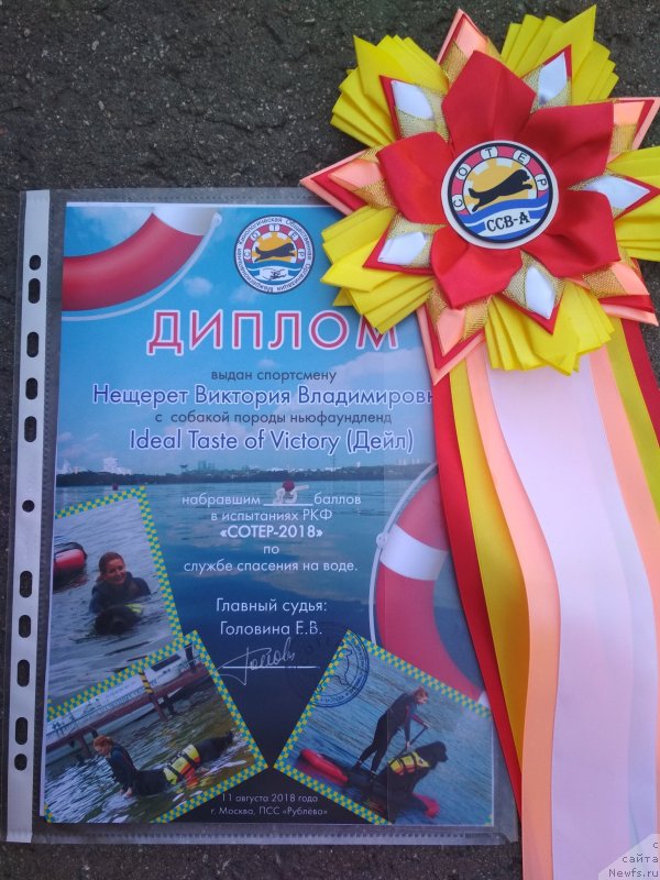 Фото: ньюфаундленд Идеал Тейст оф Виктори (Ideal Taste of Victory)