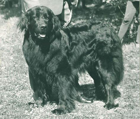 Фото: ньюфаундленд Юджи Гейна