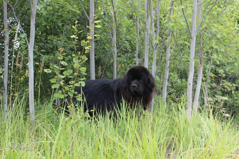 Фото: ньюфаундленд Козырный Туз с Берега Дона (Kozyrniy Tuz s Berega Dona)
