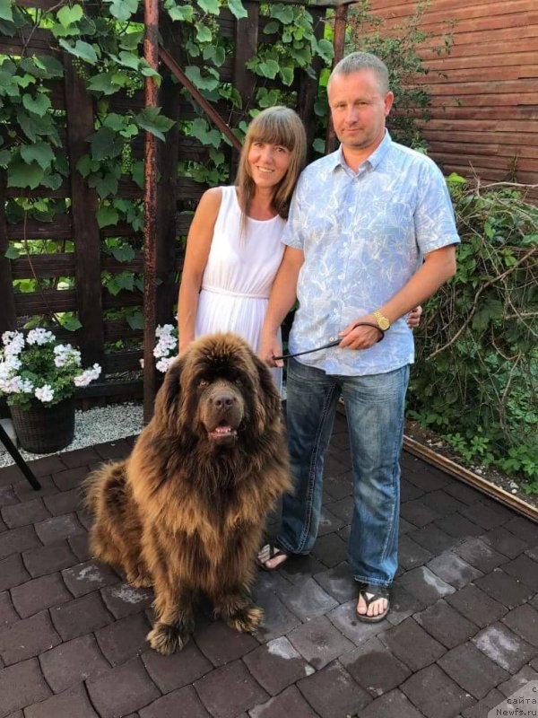 Фото: ньюфаундленд Браунблад МСК Хаиес Хаго (Brownblood MSK Hayes Hago)