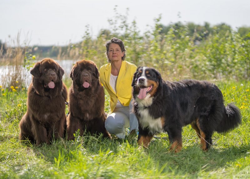Фото: ньюфаундленд Браунблад МСК Альфа-Ромео Голд Бадди (Brownblood MSK Alfa-Romeo Gold Baddy)