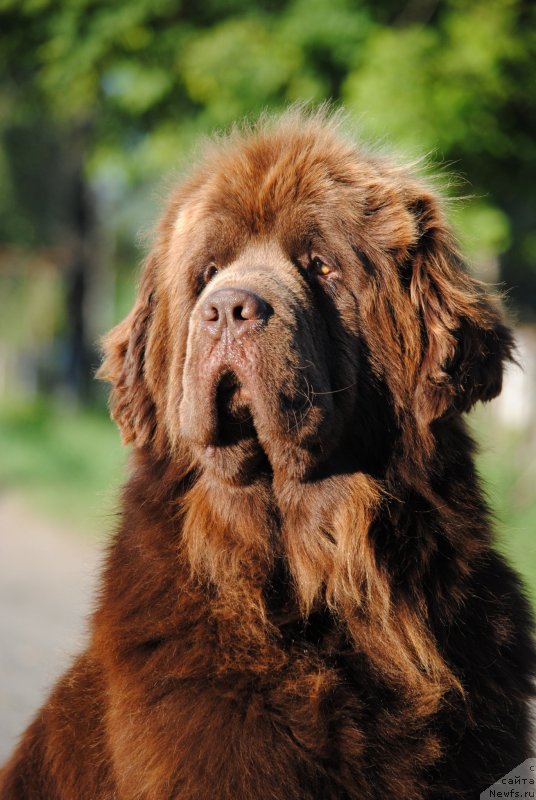 Фото: ньюфаундленд Faraon Cancrimo